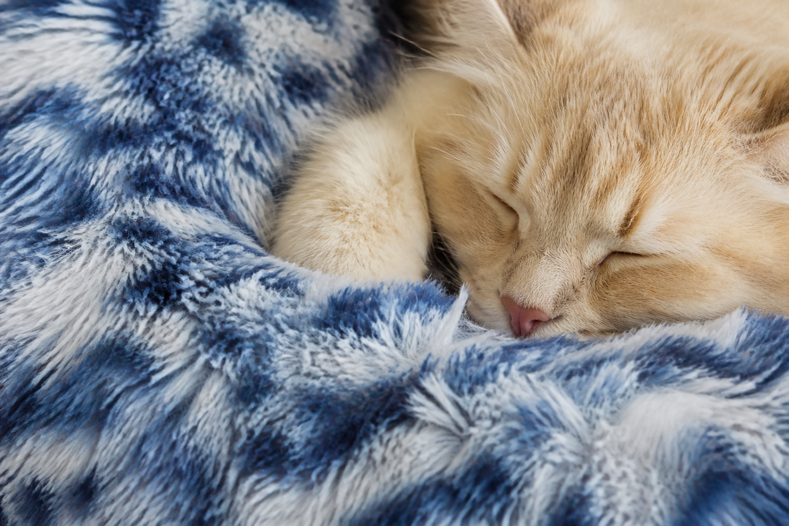 blue-multicolor close